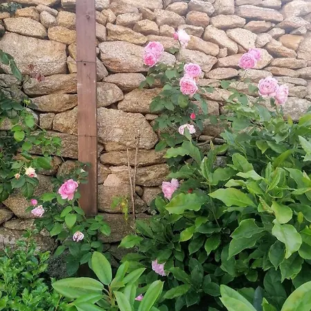 Rosas Da - *